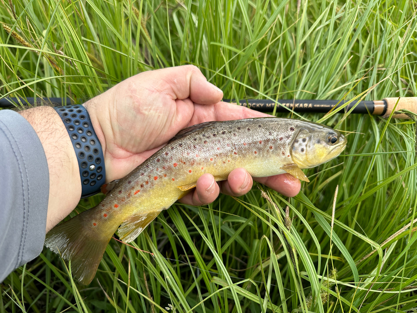 The "Chupacabra" Tenkara rod only